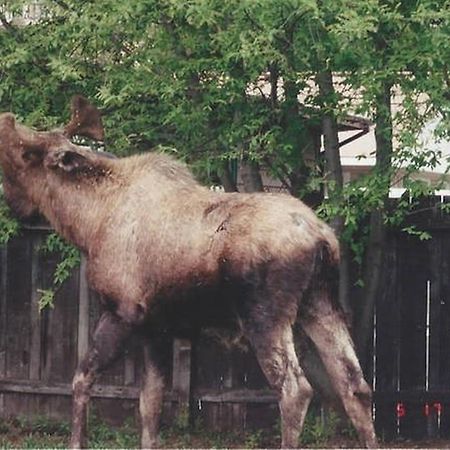 Anchorage Downtown Bed & Breakfast At "Raspberry Meadows" Bagian luar foto